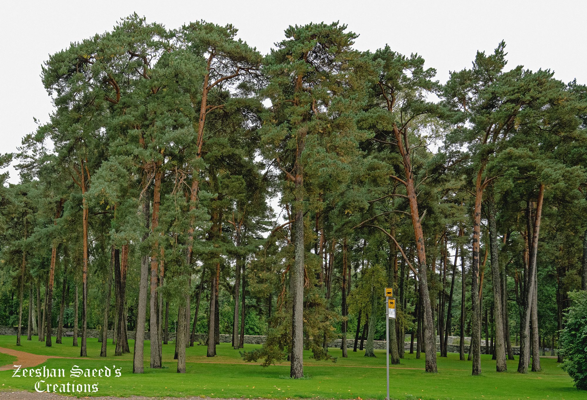 Tall pines in Töölö, on the walk back from the Sibelius Monument